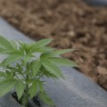 Growing Suver Haze Outdoors: Climate and Soil Requirements