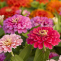 Do Zinnias Come Back Every Year? What Every Gardener Should Know