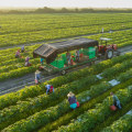 The Secrets of Organic Farming: A Comprehensive Guide