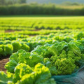 Exploring the Different Types of Organic Farming: Understanding Key Methods for Sustainable Agriculture