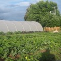 The Intricate World of Organic Farming: A Comprehensive Guide