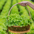 The Benefits and Challenges of Organic Farming: An Expert's Perspective