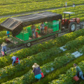 The Hidden Costs and Environmental Drawbacks of Organic Farming: An Expert's Perspective