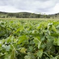 The Truth About Organic Farming: An Expert's Perspective