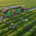 Organic Farming: A Sustainable and Healthy Alternative
