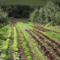 The Importance of Organic Farming: A Sustainable and Proactive Approach