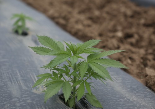 Growing Suver Haze Outdoors: Climate and Soil Requirements