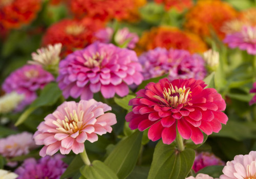 Do Zinnias Come Back Every Year? What Every Gardener Should Know