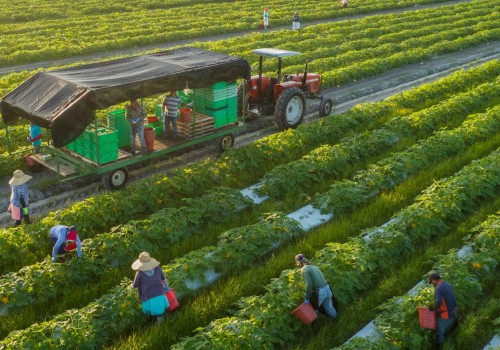 The Growth and Challenges of Organic Farming: An Expert's Perspective
