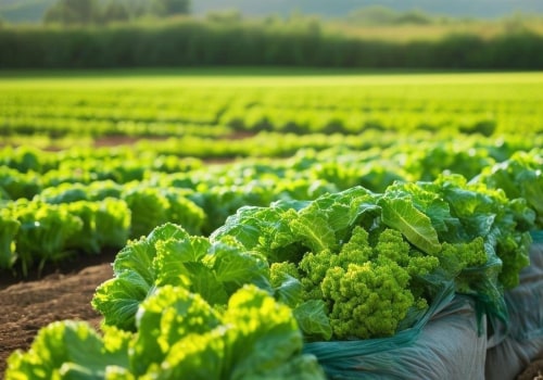 Exploring the Different Types of Organic Farming: Understanding Key Methods for Sustainable Agriculture