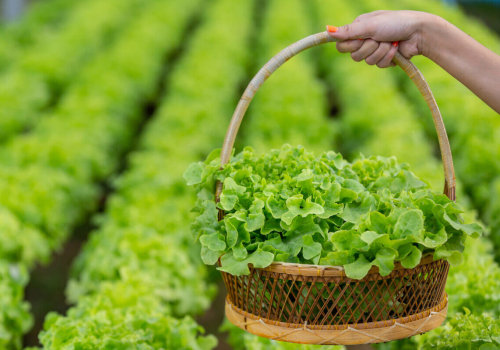 The Benefits and Challenges of Organic Farming: An Expert's Perspective