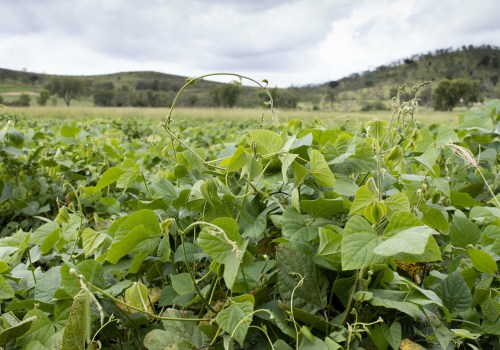 The Truth About Organic Farming: An Expert's Perspective