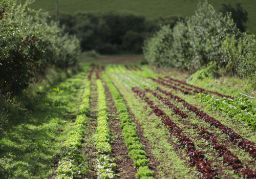 The Importance of Organic Farming: A Sustainable and Proactive Approach
